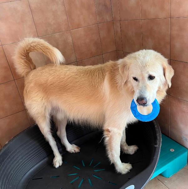 SALOMONE MAREMMANO Foto 3